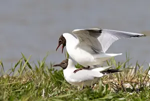 Summerplumage Prints: Larus ridibundus, Black-headed Gull