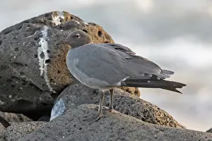 Images Dated 21st May 2023: Lava gull, Leucophaeus fuliginosus