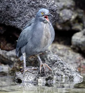 Fisherman Prints: Lava Heron, Butorides sundevalli