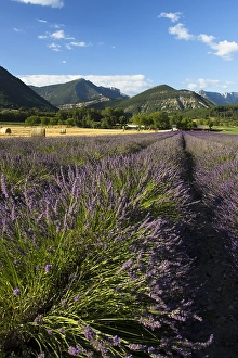 Images Dated 11th July 2020: Lavenderfield
