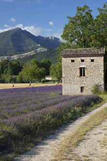Images Dated 11th July 2020: Lavenderfield