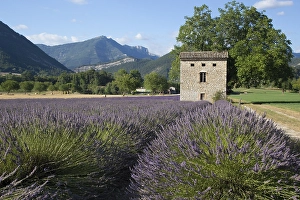 Images Dated 11th July 2020: Lavenderfield