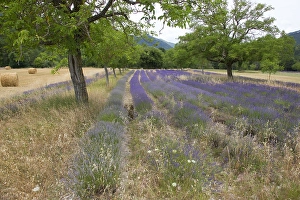 Images Dated 15th July 2020: Lavenderfield