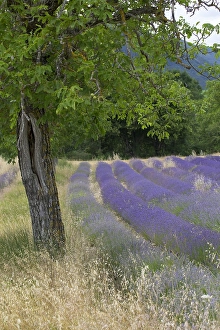 Images Dated 15th July 2020: Lavenderfield