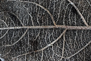 Night Frost Prints: Leaf vein