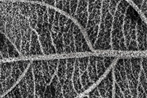 Night Frost Prints: Leaf vein