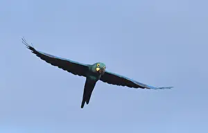 Anodorhynchus Prints: Lear's macaw, Anodorhynchus leari
