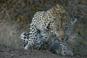 2025 Prints: Leopard, Luipaard, Panthera pardus