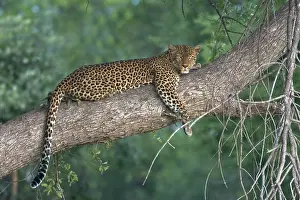 1980 Prints: Leopard, Luipaard, Panthera pardus