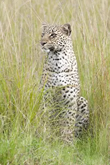 Images Dated 19th April 2013: Leopard, Panthera pardus
