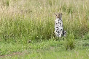 Images Dated 19th April 2013: Leopard, Panthera pardus
