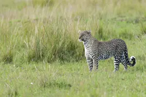 Images Dated 19th April 2013: Leopard, Panthera pardus