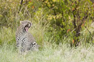 Images Dated 20th April 2013: Leopard, Panthera pardus