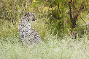Images Dated 20th April 2013: Leopard, Panthera pardus
