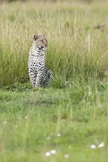 Images Dated 19th April 2013: Leopard, Panthera pardus