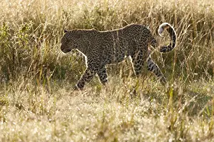 Images Dated 20th April 2013: Leopard, Panthera pardus