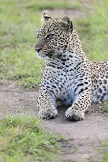 Images Dated 19th April 2013: Leopard, Panthera pardus