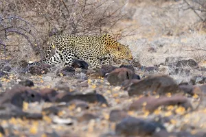 Images Dated 8th September 2021: Leopard, Panthera pardus