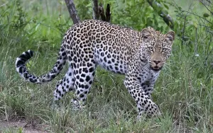 Stalking Prints: Leopard, Panthera pardus