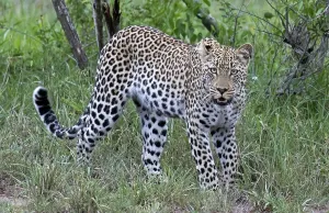 Stalking Prints: Leopard, Panthera pardus