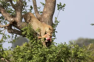 Big Five Prints: Leopard, Panthera pardus