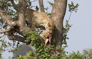 Big Five Prints: Leopard, Panthera pardus