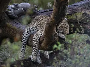 Images Dated 30th November 2021: Leopard, (Panthera pardus)