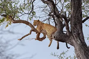 Cat Family Prints: Leopard; Panthera pardus