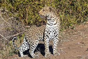 Images Dated 4th August 2016: Leopard, Panthera pardus