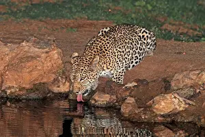 Tongue Prints: Leopard, Panthera pardus