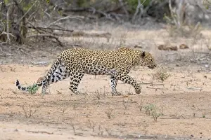 Felidae Prints: Leopard, Panthera pardus