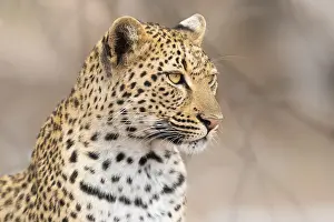 Felidae Prints: Leopard, Panthera pardus