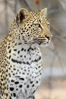 Felidae Prints: Leopard, Panthera pardus