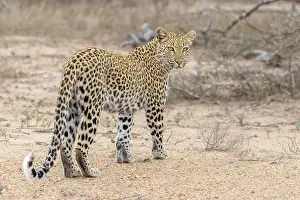 Felidae Prints: Leopard, Panthera pardus
