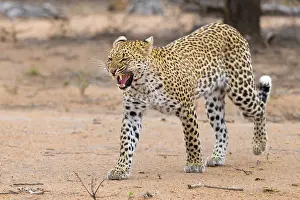 Felidae Prints: Leopard, Panthera pardus