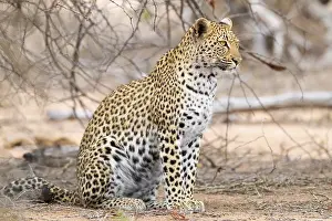 Felidae Prints: Leopard, Panthera pardus