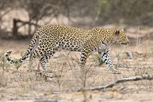 Felidae Prints: Leopard, Panthera pardus