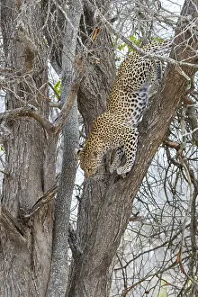 Felidae Prints: Leopard, Panthera pardus