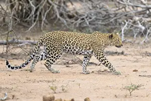 Felidae Prints: Leopard, Panthera pardus
