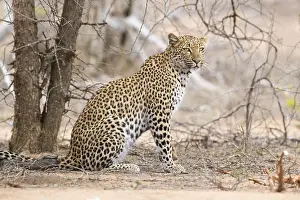Felidae Prints: Leopard, Panthera pardus