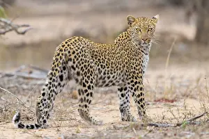 Felidae Prints: Leopard, Panthera pardus