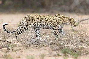 Panthera Prints: Leopard, Panthera pardus
