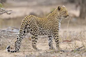 Panthera Prints: Leopard, Panthera pardus
