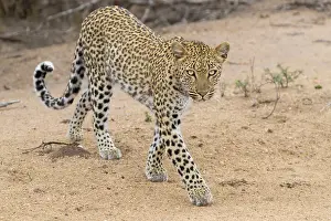 Panthera Prints: Leopard, Panthera pardus