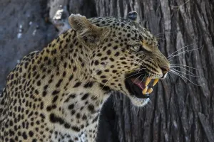 Undomesticated Cat Prints: A leopard, Panthera pardus, baring its teeth