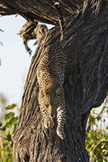 Images Dated 22nd July 2017: A leopard, Panthera pardus, leaping down from a tree