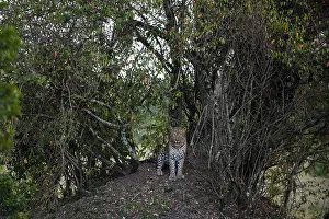 Wild Animal Prints: A leopard, Panthera pardus, in a parting of the thick undergrowth of trees and shrubs