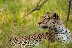 Images Dated 6th December 2013: A leopard, panthera pardus, resting in the grass