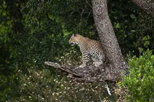Images Dated 6th October 2009: A leopard, Panthera pardus, sitting up in a tree on a large branch