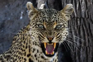 Animal Head Prints: A leopard (Panthera pardus) snarling and looking at the camera